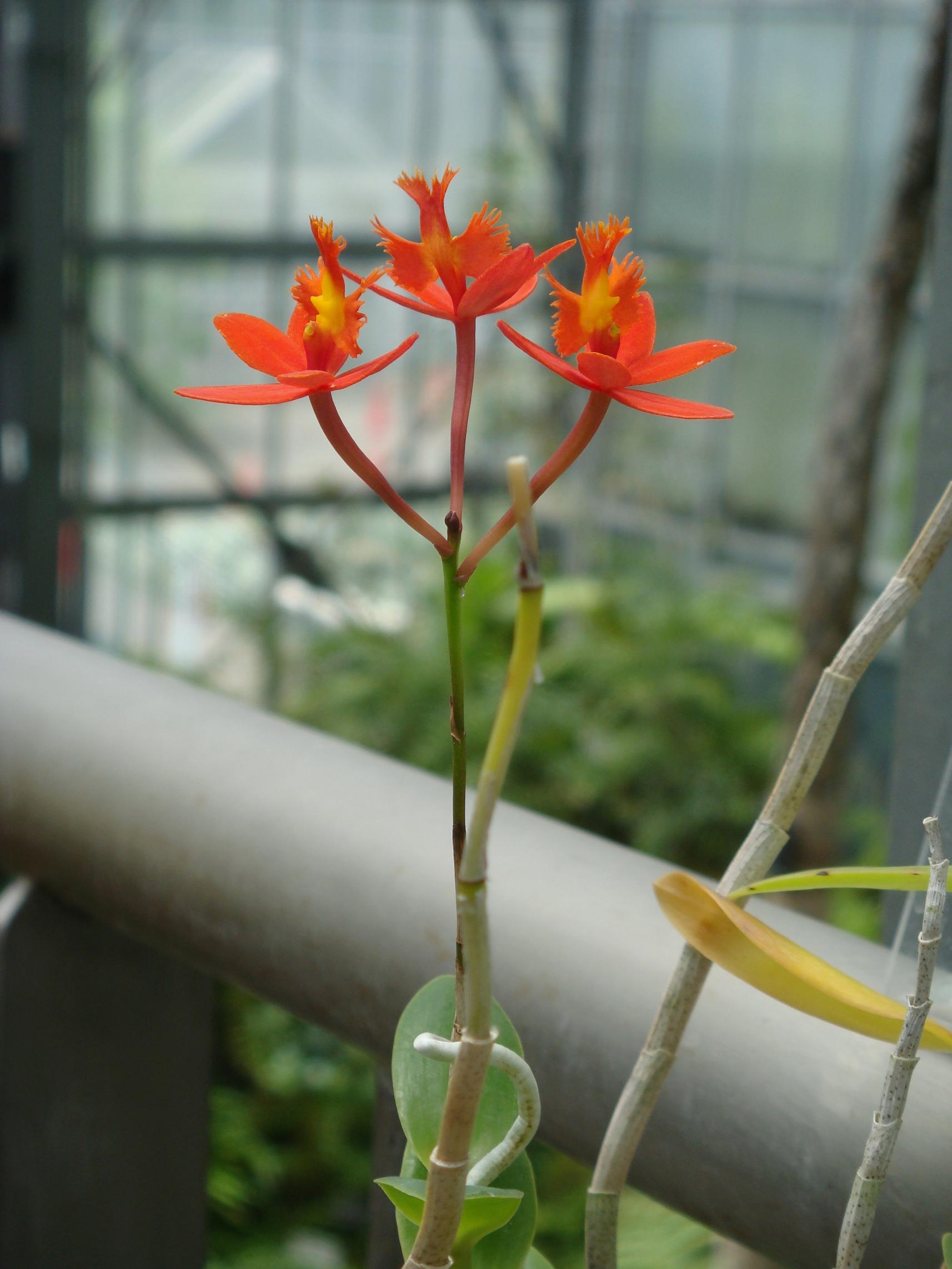 Epidendrum secundum Jacquin